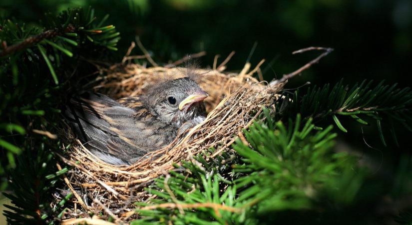 Aki fa- vagy bokroskivágásban gondolkodik, annak ezt most tudnia kell