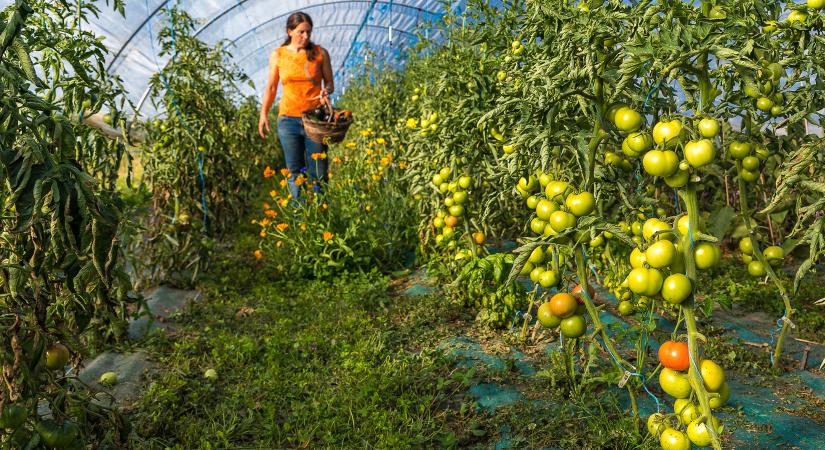5 százalékos áfa, „normális magyar sajt” és sok-sok Bálint gazda – mire készül az agrártárcánál az új, tiszás vezetés?