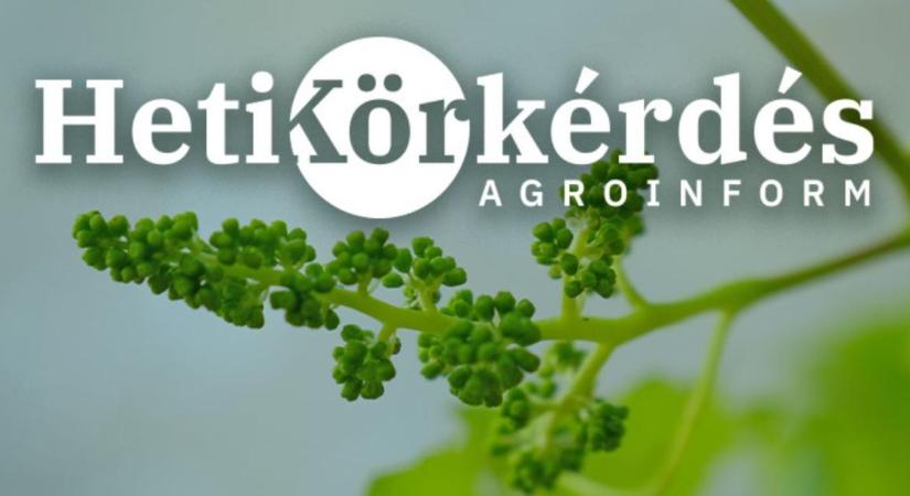 Aktuális növényvédelmi teendők a szőlőben – Heti Körkérdés