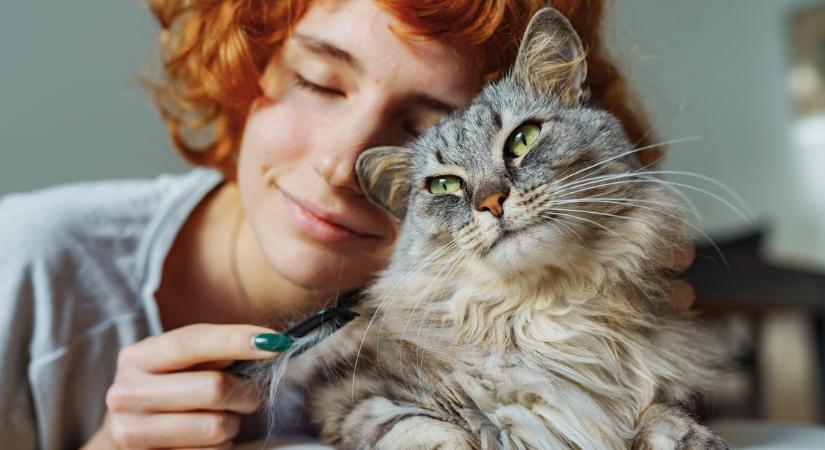 Hogyan tehetjük igazán boldoggá a macskánkat? A kartondoboz elengedhetetlen, de nem elég
