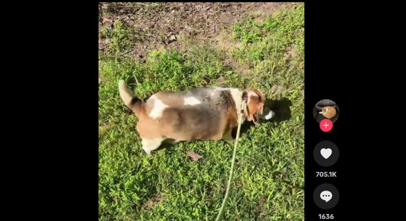 A világ legkövérebb kutyája? Megdöbbentő, miért hízott 28 kilóra ez a beagle