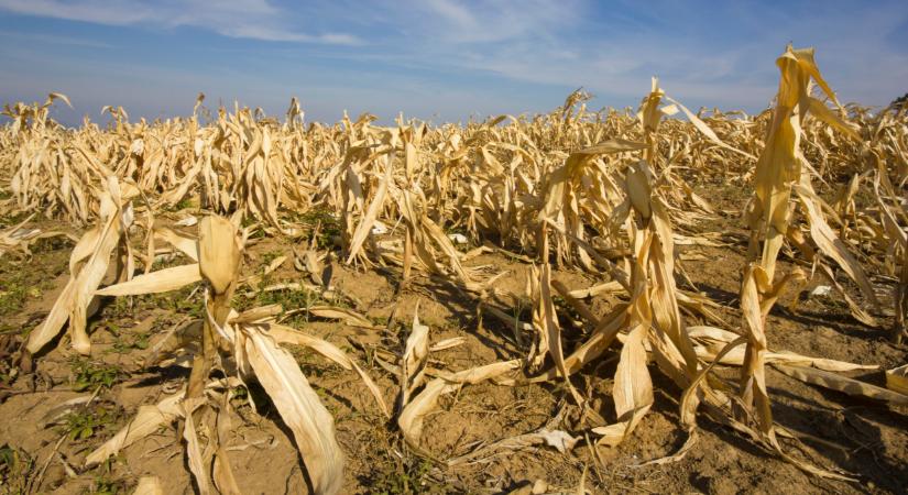 Vészjósló figyelmeztetés érkezett: súlyos válság fenyegeti az agráriumot