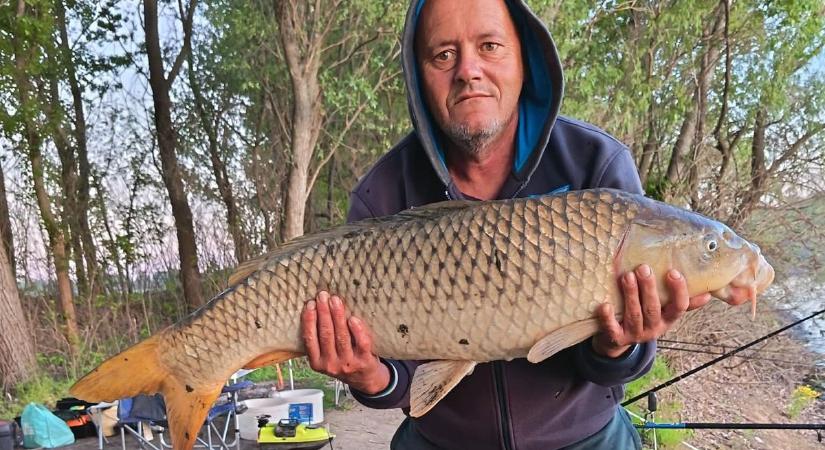 Az árterületen fogott meseszép nyurgát a szolnoki horgász