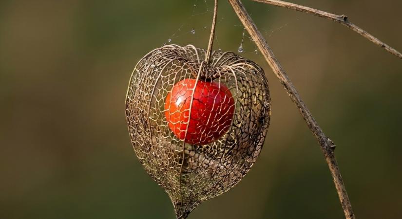 Odafigyeléssel időben felismerhető a hólyagrák
