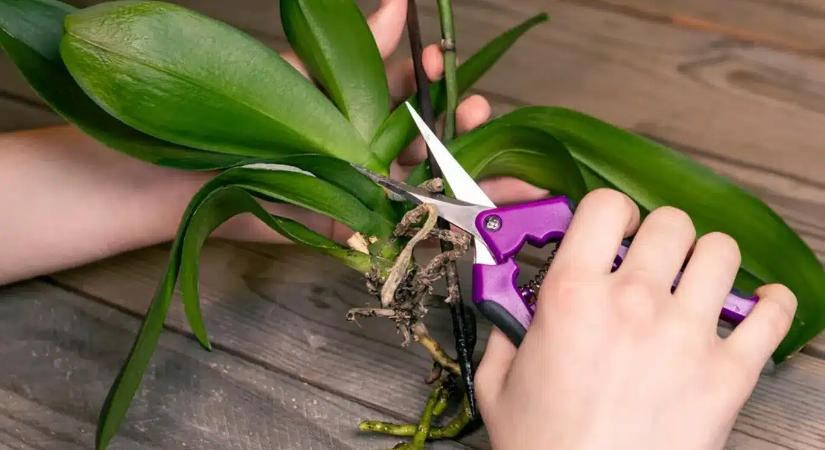 Soha ne dobd ki az elvirágzott orchideát! Mutatjuk a trükköt, amitől idén kétszer annyi bimbót hoz