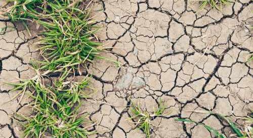Kettős szorításban a magyar agrárium: háború, szárazság és fagy rontja a kilátásokat