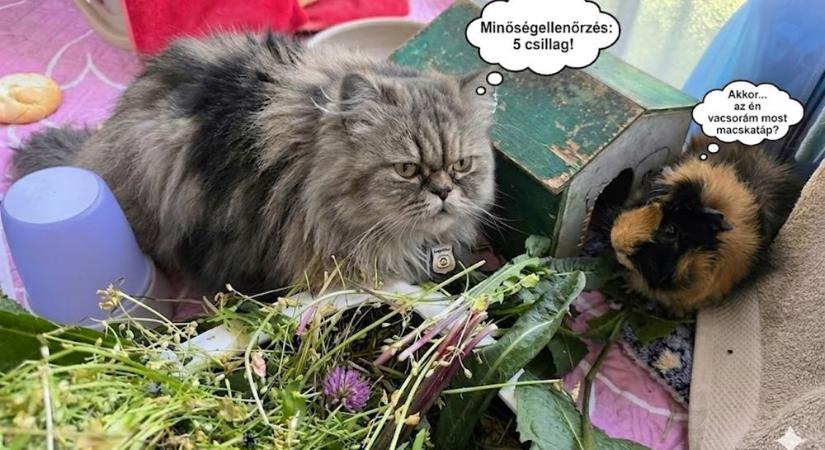 Miért rabol rá a macska a tengerimalacok frissen szedett füvére?