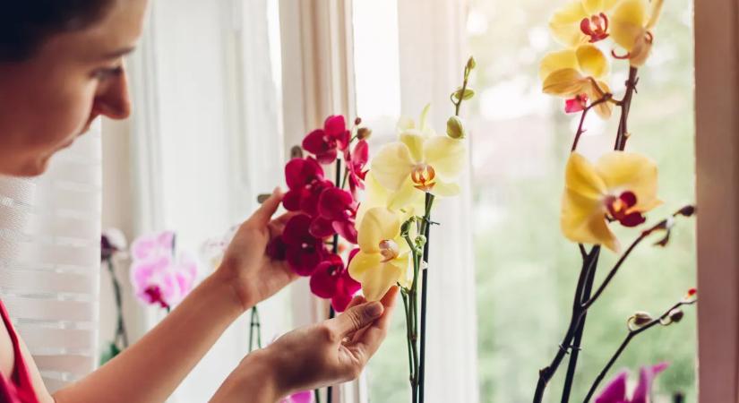 5 biztos trükk, hogy az anyák napi orchidea életben maradjon