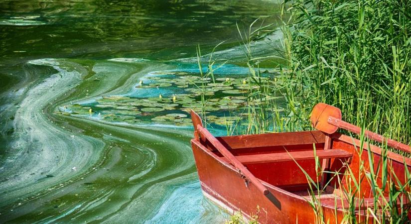 Lassú mérgezés: borzalmas állapotok uralkodnak a Balatonban
