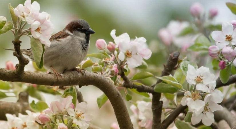 Különleges programokkal készülnek a madarak és fák napjára
