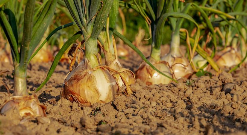 Vöröshagyma: szezonvégi áremelkedés Ukrajnában