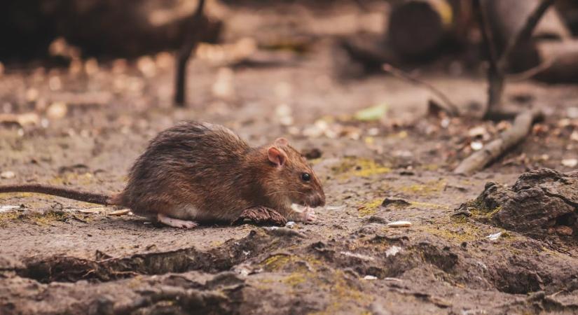 Kétféle hantavírus is jelen van Magyarországon, ezt kell tudni a betegségről