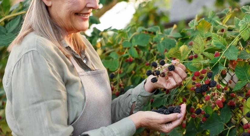 Ettől az apró trükktől roskadozni fog a szederbokor a kertben