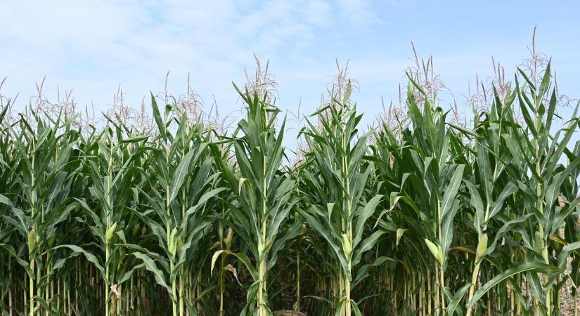 Bajban a magyar agrárium, a csemegekukorica vetésterülete 26 éves, a zöldborsóé 13 éves mélyponton