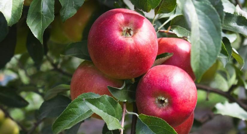 Eredményes almaültetvény-védelem Sumi Agro technológiával