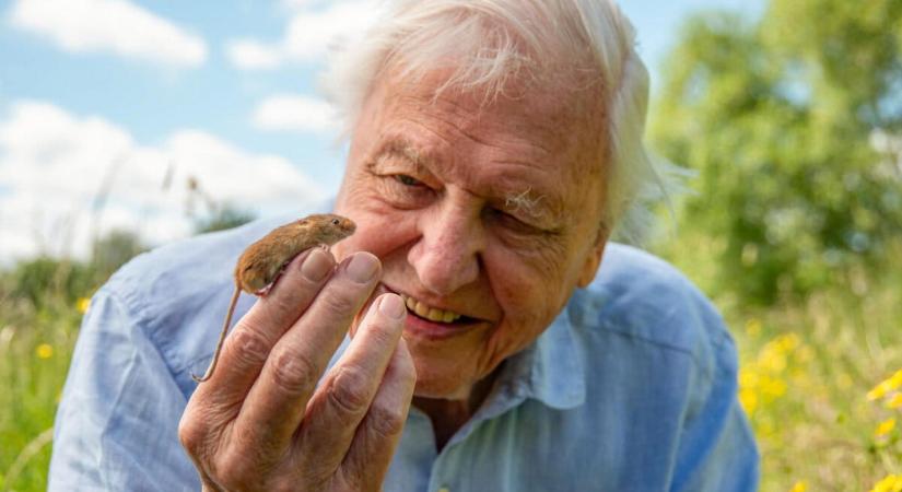100 éves lett David Attenborough – a férfi, aki megtanított minket szeretni a bolygót