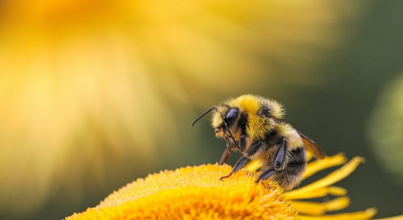 Suttogj a kaptárnak – a „telling the bees” titokzatos hagyománya