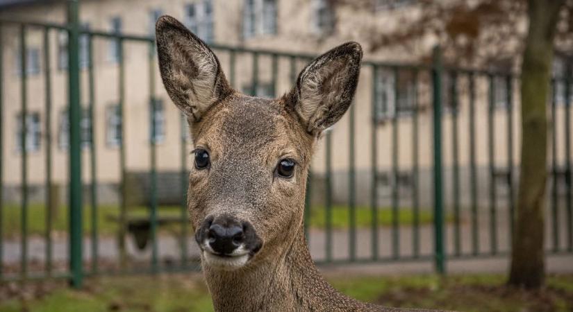 Bambi benézett az iskolába, végül a veszprémi tűzoltók mentették ki a sutát (fotók)