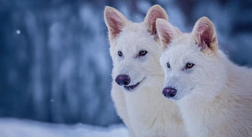 Visszatérhet a rémfarkas? Újabb kölykök születhetnek a kihalt ragadozóból