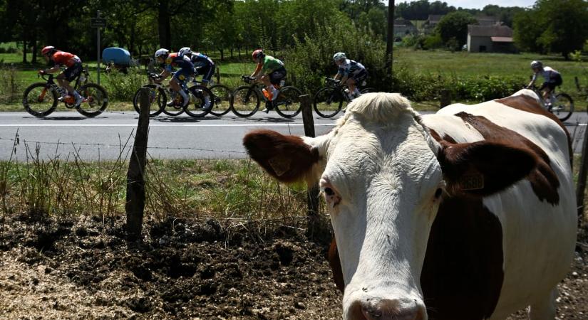 A Giróra készülő mezőny fele lebetegedett a belga tehénlepények miatt