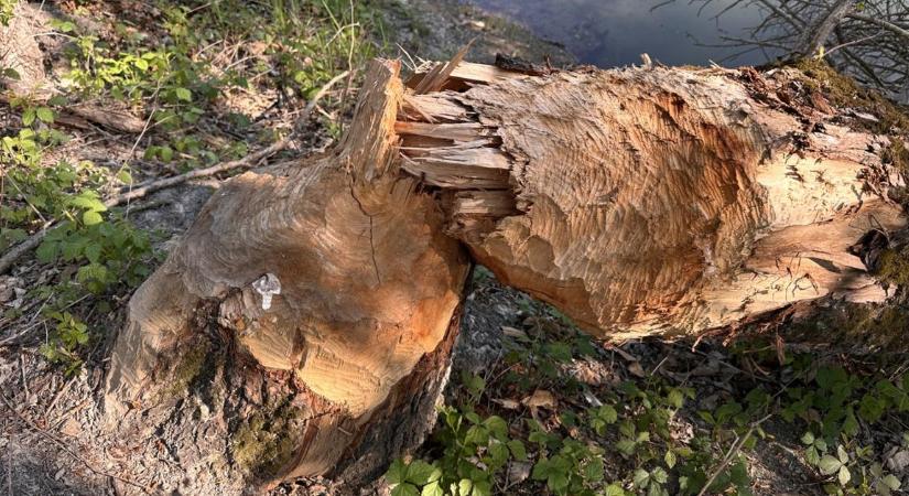 Lélegzetelállító felvételek: levideózták, ahogy fát dönt és gátat emel a hód