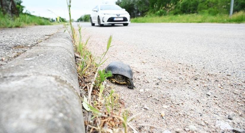 Furcsa élőlényt mentettek meg a szolnoki ipari parkban, halálos helyzetből szabadult ki – videóval