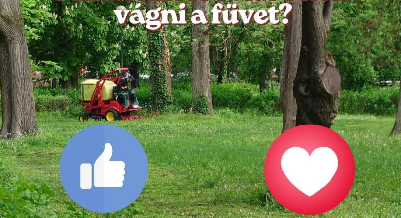 Nyírják-e a füvet a közterületeken Egerben az aszály alatt? A vágatlan mjusról kérdezik az egrieket.