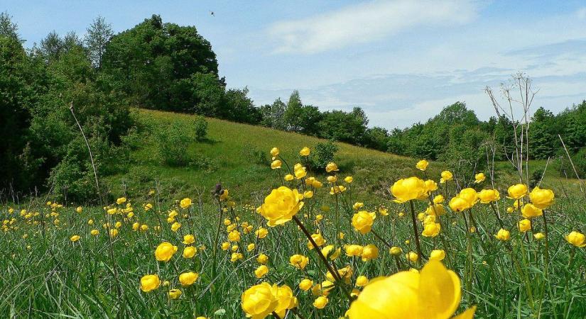 Őrségi Nemzeti Park: videón a legifjabb jövevény