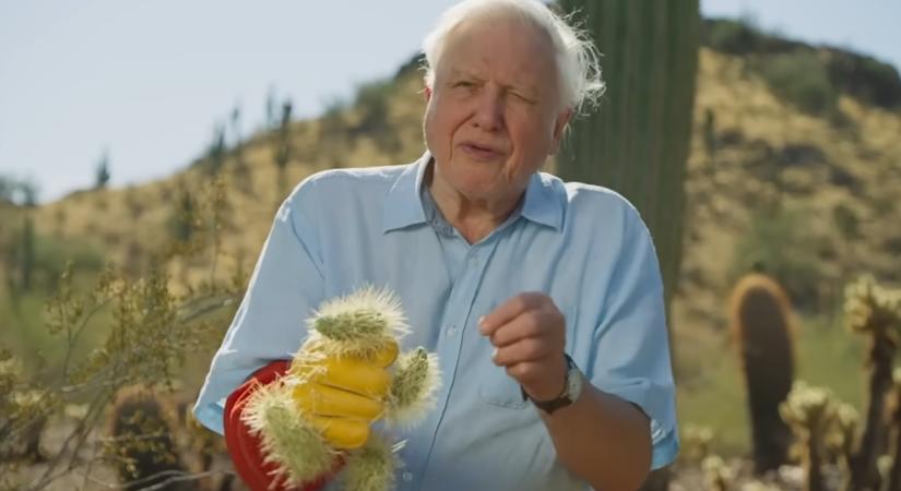 David Attenborough 100 éves – meghatódva fogadta a jókívánságokat az élő legenda