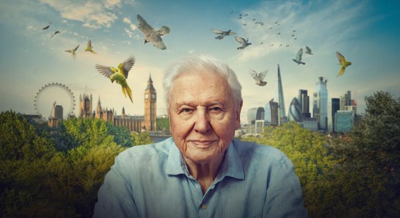 Ma százéves David Attenborough