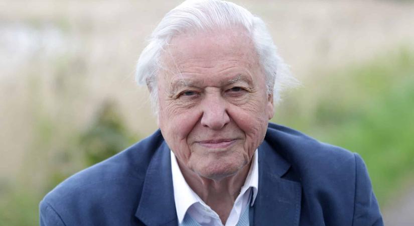 Százéves lett David Attenborough, a természet egyik legnagyobb mesélője – még mindig nem értik elegen, mire figyelmeztet a legendás természetfilmes