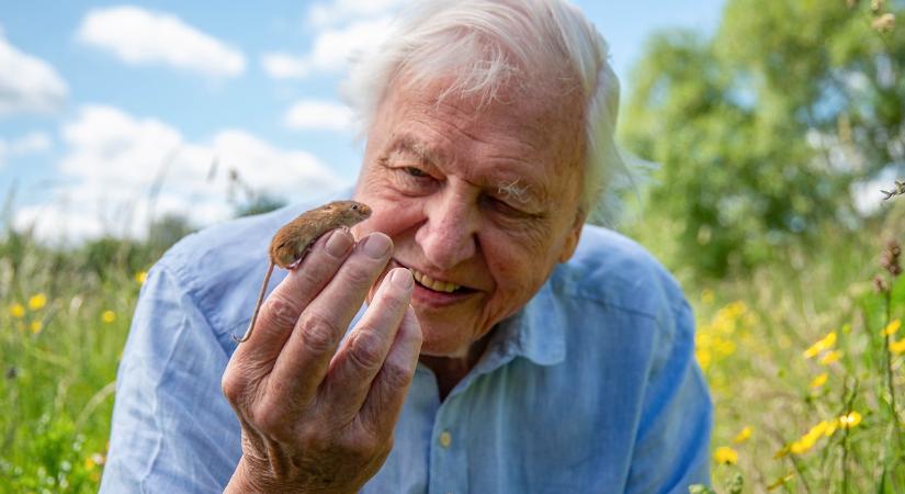 100 éves lett David Attenborough – 5 elképesztő pillanat, amit előtte még senki nem látott