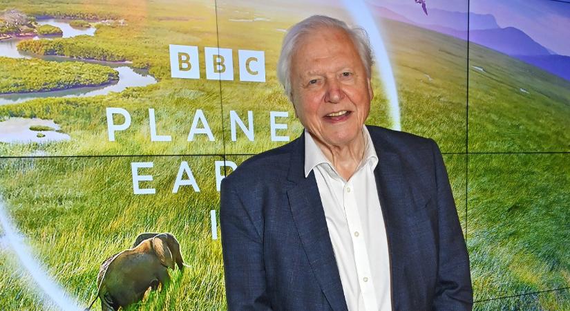 Egy évszázad az élő bolygón – húsz érdekesség és számos videó a ma százéves David Attenborough-ról