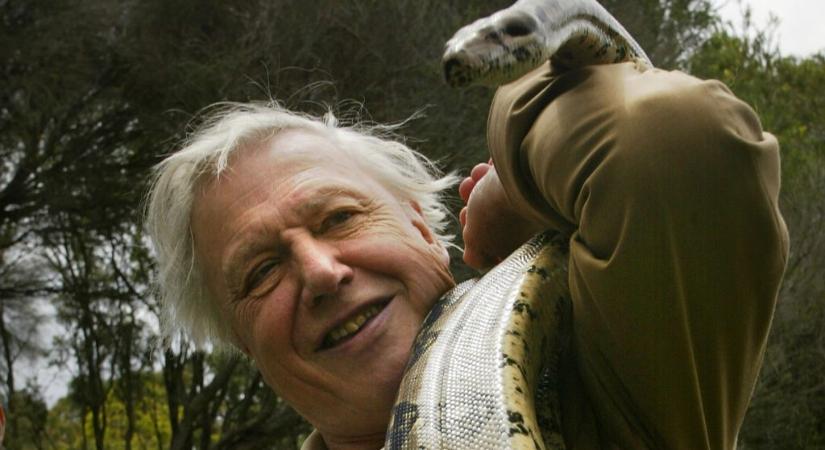 „Lényegében egy félisten” – így látják a magyar ismeretterjesztők a 100 éves David Attenborough-t