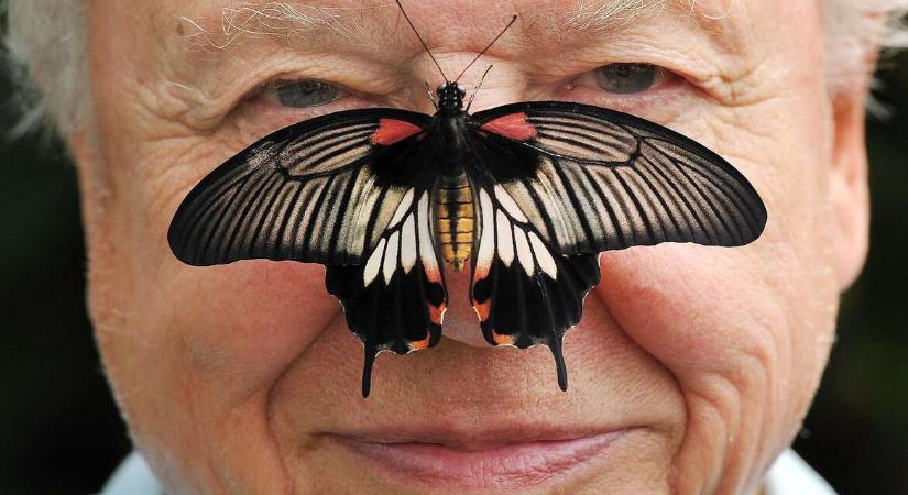 100 év alatt a Föld körül: Sir David Attenborough bevett minket a legmenőbb klubba