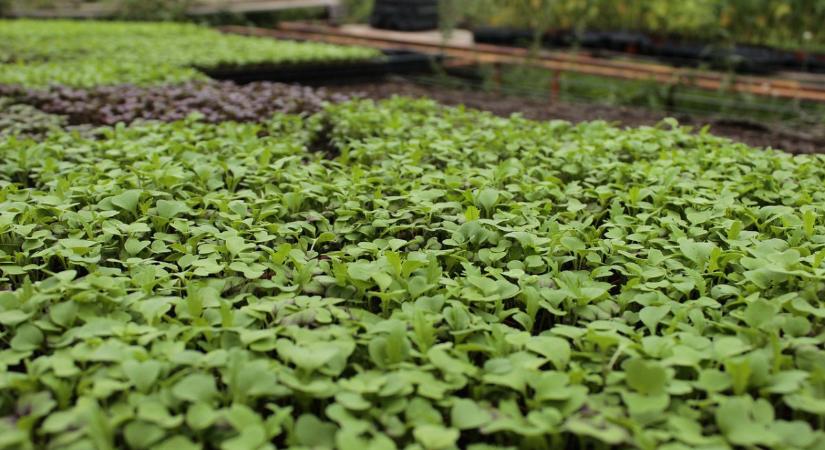 Kiderül, milyen változások söpörhetnek végig a magyar agráriumon