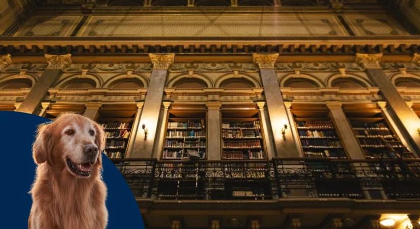 Stresszmentes vizsgaidőszak: terápiás kutyák segítik az ELTE hallgatóit