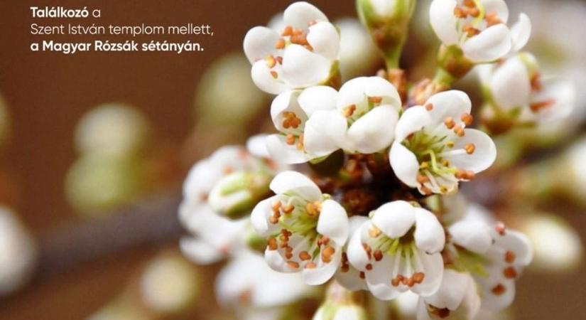 Különleges városi séta a Madarak és Fák Napján a Soproni Egyetemmel közösen