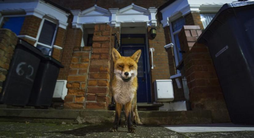 „A vadon ott van a küszöbünkön” – Attenborough új filmjének alkotóival beszélgettünk