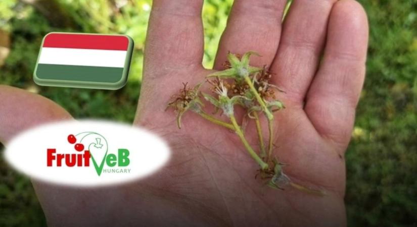 Mekkora a baj a gyümölcsösökben? Most bárki segíthet tisztázni a helyzetet