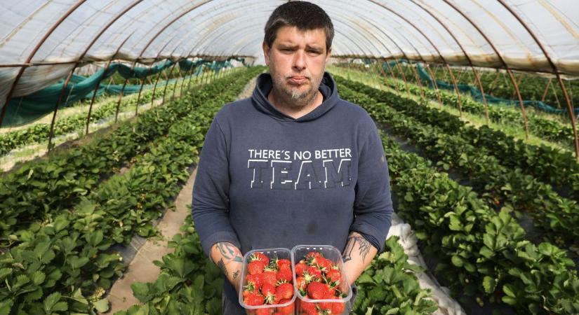 Édes vörös a standokon és a piacon - Megindult az eperszezon Győr-Moson-Sopronban - fotók, videó