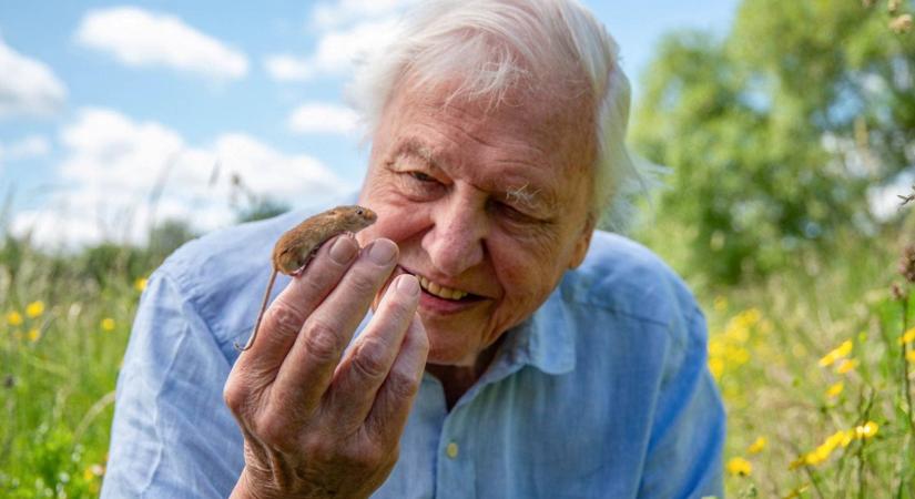 100. születésnapját ünnepli Sir David Attenborough