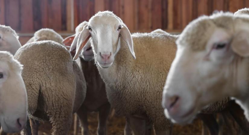 Egyre közelebb a juh- és kecskehimlő: résen kell lenniük a gazdáknak