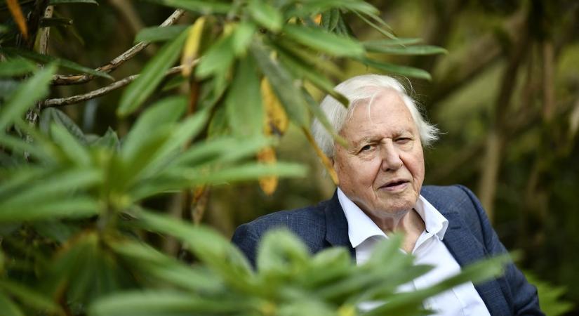 Bödőcs Tibor köszönti a 100 éves David Attenborough-t: Még a szúnyogokra is rámosolyog, mielőtt lecsapja