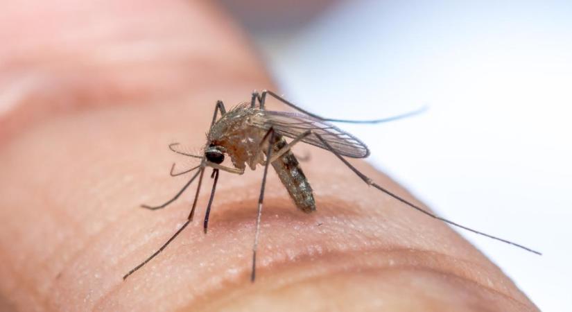 A szúnyognőstények sem kedvelik a büdöset: fokhagyma a megoldás?