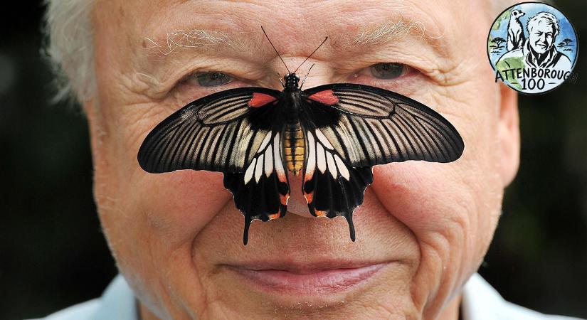 Egy évszázad a Föld körül: 15 felejthetetlen pillanat Sir David Attenborough-val