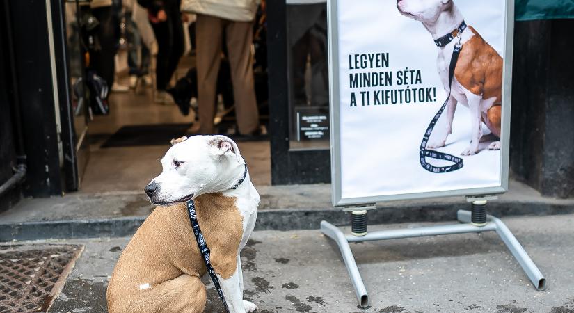 A kutya-gazdi párosoknak szóló kollekciót mutatott be a Dorko és a Collarful