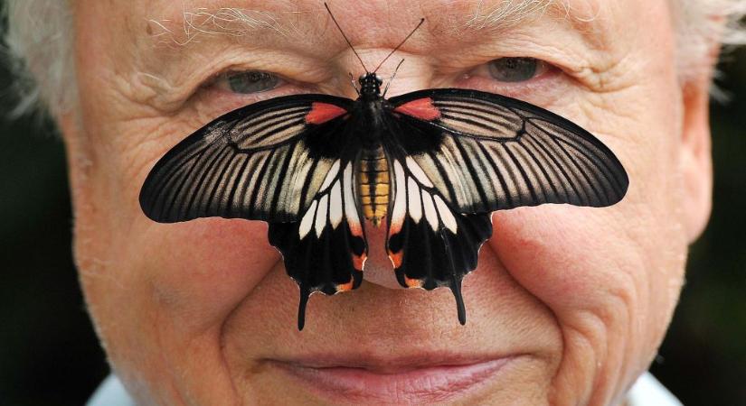 100 éves a természet hangja – képeken David Attenborough legendás pályafutása