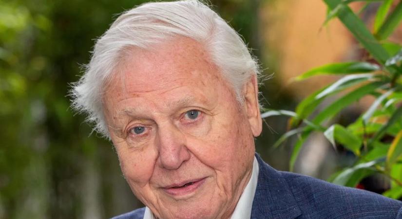 A ma 100 éves David Attenborough egyszerű étrendi szokásokkal őrzi legendás vitalitását