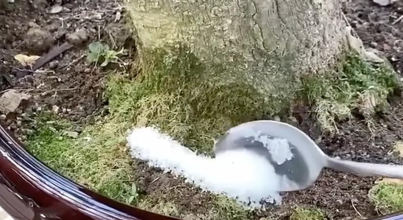 Ezért szórnak cukrot a virágföldre a legügyesebb háziasszonyok: elárulták az eltitkolt trükköt
